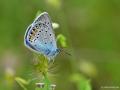 Polyommatus amandus (Çokgözlü Amanda)